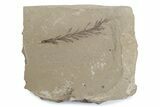 Dawn Redwood (Metasequoia) Fossil - Montana #378232-1